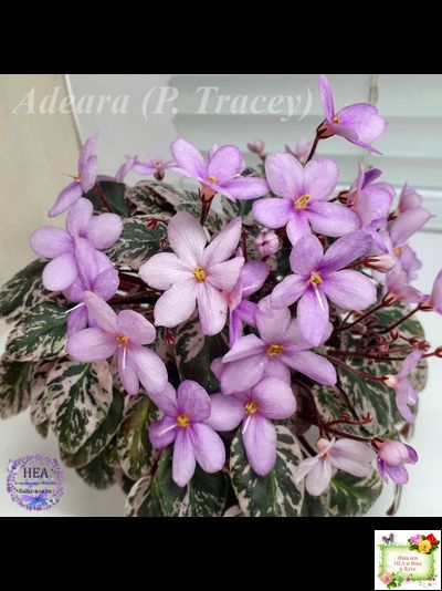 Adeara (P. Tracey) (3975) 06/02/1980 трейлер