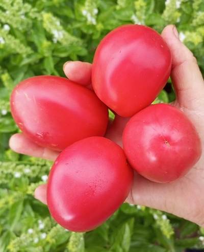 Томат Косентино сел Клауди (Cosentino sel Claudia), Италия