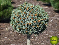 ЕЛЬ НА ШТАМБЕ 80 СМ "ДЖАСПЕР ЛЕЙК" (ХВОЯ СЕРЕБРИСТО-ГОЛУБАЯ)