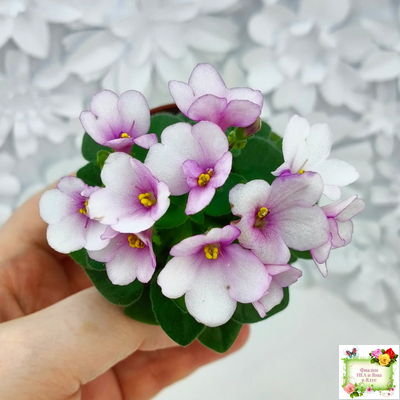 ЛЕ-Колибри (Е. Лебецкая) (3 листа посажены в 1 стак. 20.10.25)