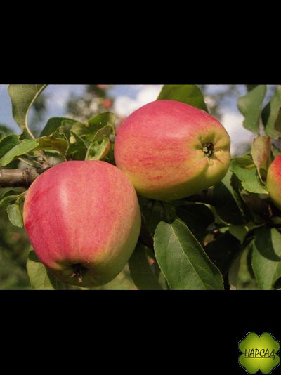 Яблоня "КАНДИЛЬ ОРЛОВСКИЙ" (саженец 2 года, на полукарликовом подвое)