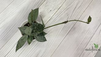 13/12/2024 hoya lacunosa Eskimo silver splash