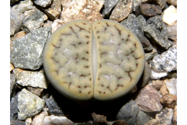 Lithops schwantesii ssp. schwantesii v. urikosensis
