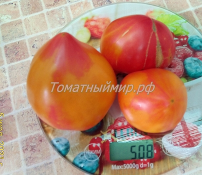 Томат Полуночное солнце (Midnight Sun)