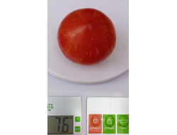 Томат гном Гендольф, (Gandolf, Гандальф), США