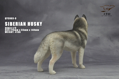 Сибирская хаски (серая) - Коллекционная ФИГУРКА 1/6 scale Husky (QYC003D) - QuanYingCun