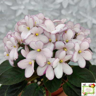 Н-Дюймовочка (Н. Бердникова)