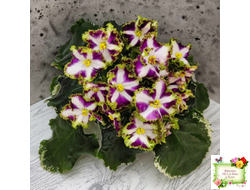 Лесной Царь (Кузина, Артемова) 2009 г. химера (стартер сорт)