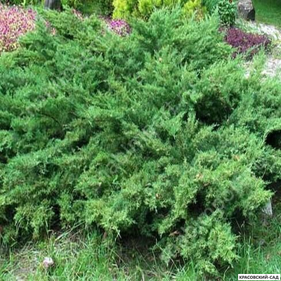 Можжевельник Матхот - Mathot