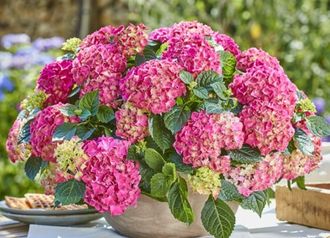 Гортензия  крупнолистная Таблетензия, ЗКС