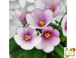 ЛЕ-Колибри (Е. Лебецкая) (3 листа посажены в 1 стак. 20.10.25)