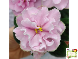 АВ-Амур и Розы (Фиалковод) 2023 г.