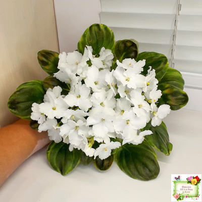 OS-Джунгарик (С.Осипова) (клакамас с кроновой пестролистностью)