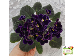 Mac's Black Pearl (G.McDonald) (лист посажен 01.11.25)