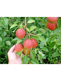 Груша Красуля (летн.)