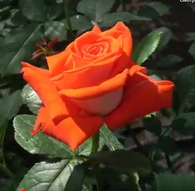 Роза Верано (Verano) ОКС, Россия