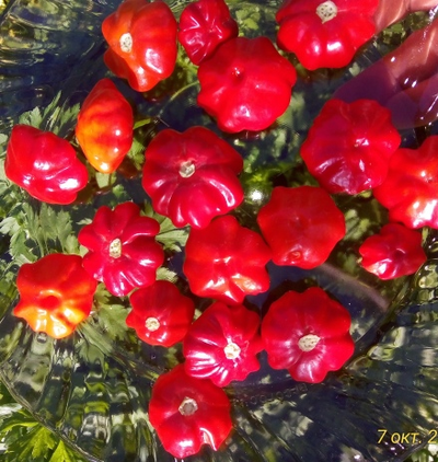 Перец острый Бразильская морская звезда (Red Brazilian Starfish)