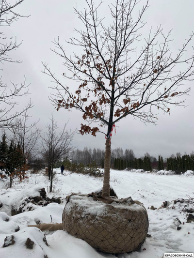 Дуб красный