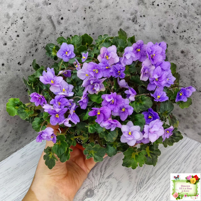 Skagit Victory Trails (W. Lindstrom)  (5659) 01/30/1984 трейлер