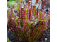 Drosera Capensis Red Leaf