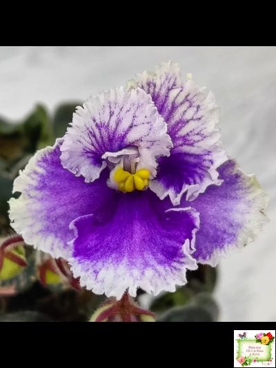 Н-Тет-а-Тет (Н. Бердникова) 2019 г. (лист укоренённый с деткой)