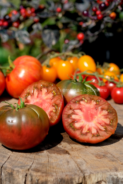 Томат Brandywine Black (Брендивайн Черный)