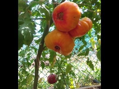 Томат Желтый камень (Yellow Stone)