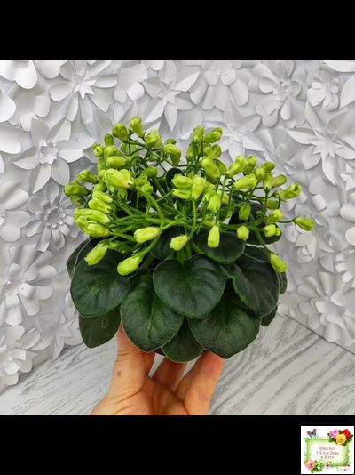 Emerald Bell (О.Барышева) 2016