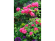 Рододендрон (Азалия) Homebush