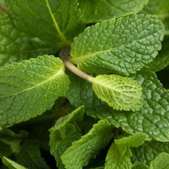 Мята сладкая (Mentha spicata) Египет, 5 мл - 100% натуральное эфирное масло