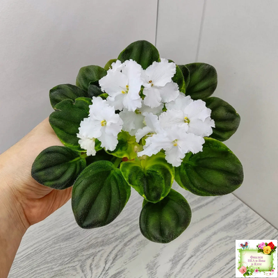 OS-Джунгарик (С.Осипова) (клакамас с кроновой пестролистностью)