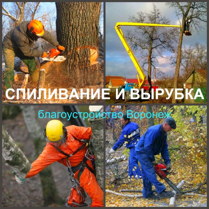 Спиливание аварийных деревьев Воронеж, спиливание веток