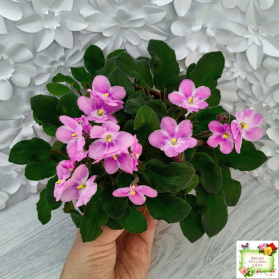 LV-Звезда в Ночи (Л. Шевелева) 2025 г. трейлер (клакамасный лонг)