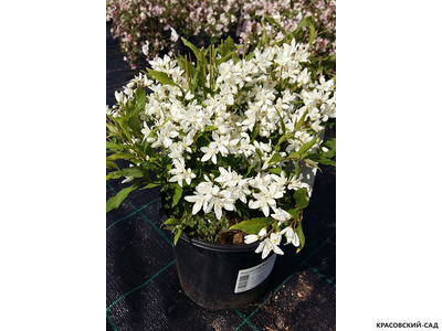 Дейция гибридная Юки Сноуфлейк