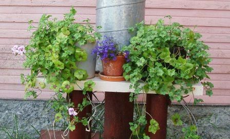 пеларгония из семян