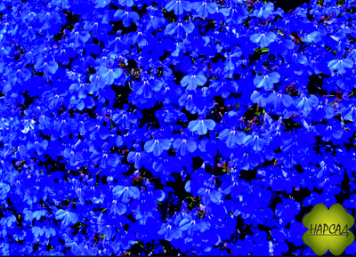 ЛОБЕЛИЯ 10 ШТ (ПЫШНОЦВЕТУЩАЯ, НЕПРИХОТЛИВАЯ)