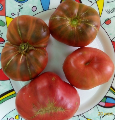 Томат Sandburg GVR