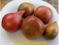 Томат Волшебная Радуга