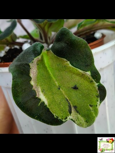 СФ-Томная Жозефина (С. Фатеева) листовая химера