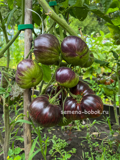 Томат Leprechaun Gosha (Лепрекон Гоша), 10 шт