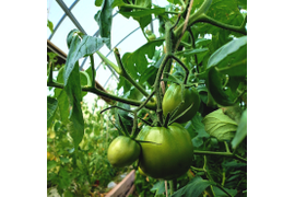 Сорт Лучано Паваротти