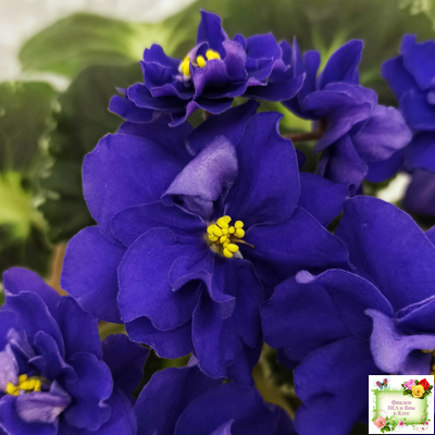 Р-Голубика (В. Зуб) 2023 г.