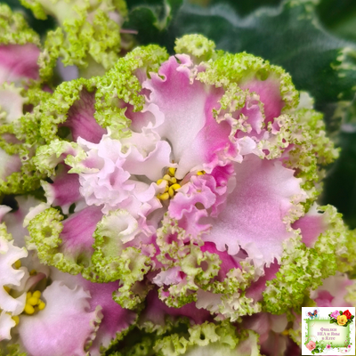 МТ-Античная Брошь (М. Тотиева) 2025 г. (лист посажен 24.01.26)