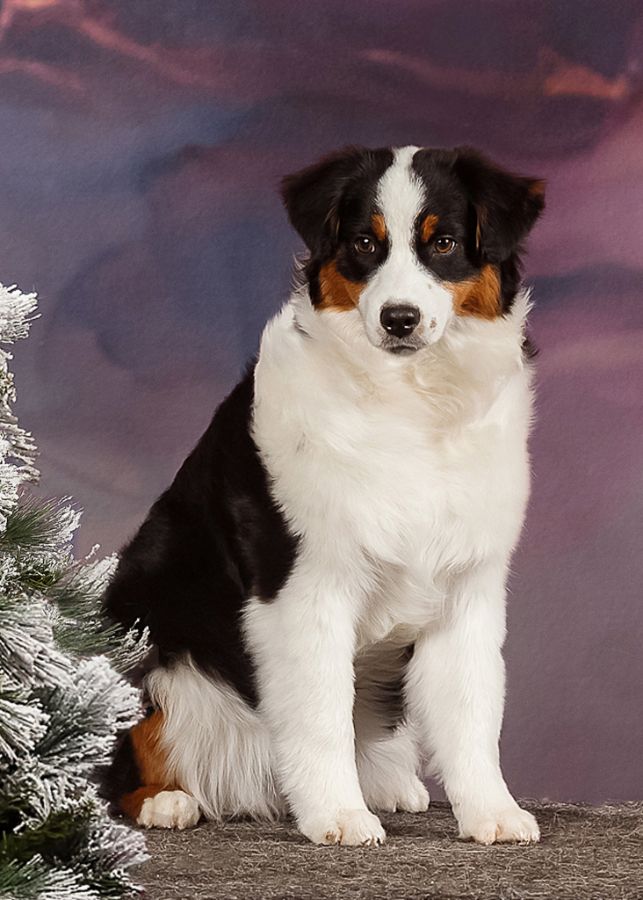 Альшаин Бай Бауэр / Аля / ALSHAIN BY BAUER