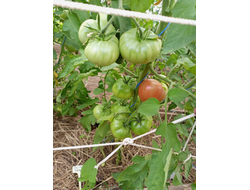 Томат София Бордо (Sofia Bordo)