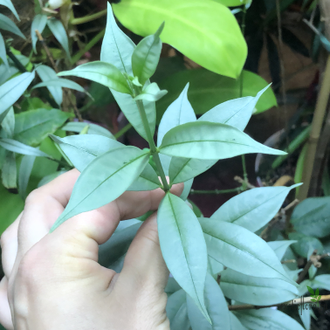 Алламанда карликовая (Allamanda sp.‘Silver leaf’ (yellow flower)