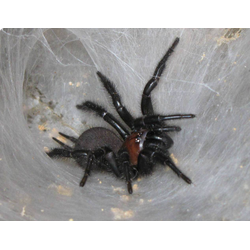 Чёрный туннельный паук (Porrhothele antipodiana)