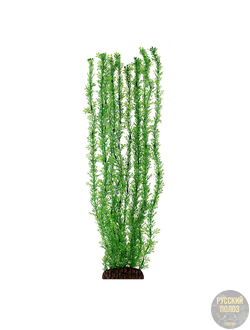 Растение "Лигодиум" зеленый, 500мм, Laguna