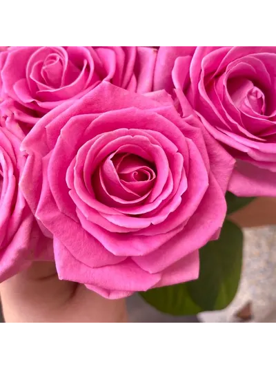 11 розовых роз