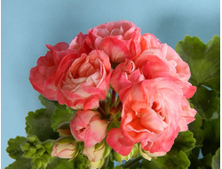 Пеларгонии